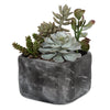 Uttermost – Alverio Desert Garden Succulents 10.75×9.25×9.5 in Black Concrete Planter Indoor Décor