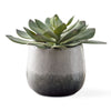 Faux Dudleya succulent plant