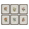 Orchid botanical print set