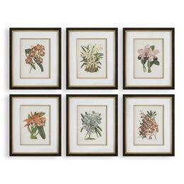 Orchid botanical print set