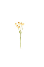 Kalalou CSL2327 Botanica #2327