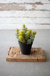 Kalalou CYF1302 Artificial Succulent In A Black Plastic Pot