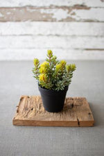 Kalalou CYF1302 Artificial Succulent In A Black Plastic Pot
