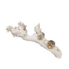 Sagebrook Home 14338-04 16.5" Driftwood 2 Cup Tea Light Holder, White
