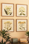 Kalalou CHH1355 Framed Flower Prints Under Glass Set of 4