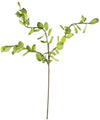 Kalalou CLX3158 Botanica #3158