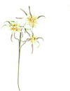 Kalalou CSL2312 Botanica #2312