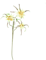 Kalalou CSL2312 Botanica #2312
