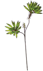 Kalalou CLX2914 Botanica # 914