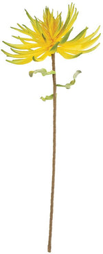 Kalalou CLX3196 Botanica #3196