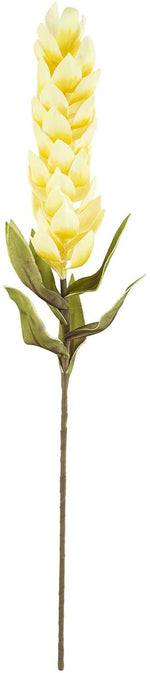 Kalalou CSL2437 Botanica #2437