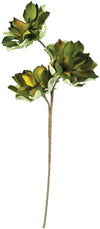 Kalalou CLX3183 Botanica #3183