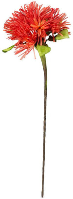 Kalalou CLX2423 Botanical # 627