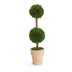 Two's Company 53466 31 12" Preserved Boxwood Cone Topiary