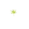 Kalalou CSL2331 Botanica #2331