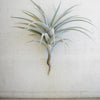 Giant Artificial Air Plant – 17" Tall Decorative Succulent
