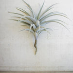 Kalalou CYF1201 Giant Artificial Airplant