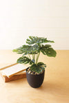 Kalalou CNL1330 Artificial Monstera Plant In A Plastic Pot Small