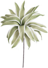 Kalalou CLX2586 Botanica # 786