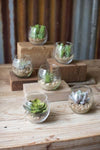 Kalalou CYF1159 Set Of Six Succulents With Glass Containers