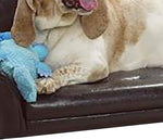 Benzara Cushioned Leatherette Dog Sofa Bed with Curved Backrest, Brown