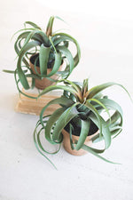 Kalalou CYF1243 Artificial Airplant In A Pot