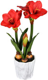 Vickerman FC190403 22" Artificial Red Amaryllis Floral Arrangement