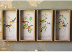 Kalalou CHH1238 Set of Four Framed Flower Prints Under Glass