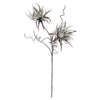 Kalalou CSL2288 Botanica #2288