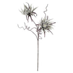 Kalalou CSL2288 Botanica #2288