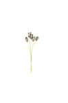 Kalalou CSL2326 Botanica #2326