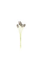 Kalalou CSL2326 Botanica #2326