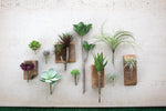 Kalalou CYF1010 Artificial Panda Succulent