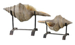 Uttermost 19556 Conch Shell Sculpture, Set/2