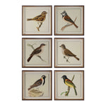 Uttermost 33627 Spring Soldiers Bird Prints, S/6