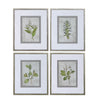 Uttermost 33690 Stem Study Framed Prints Set/4