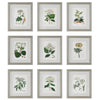 Uttermost 41466 Antique Botanical Framed Prints, Set of 9