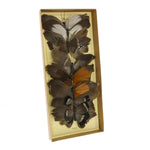 Benzara BM229339 8 Piece Feather Butterfly Accent Decor with Specimen Box, Brown