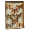 Benzara BM229348 Feather 8 Piece Butterfly Accent Decor with Specimen Box, Brown