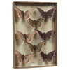 Benzara BM229350 Feather 8 Piece Butterfly Accent Decor with Specimen Box, Purple