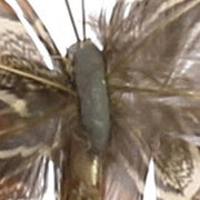 Benzara Feather Butterfly Accentdecor with Clips, Assortment of 12, Brown