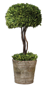 Uttermost 60095 Tree Topiary Preserved Boxwood