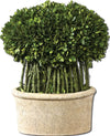 Uttermost 60108 Willow Topiary Preserved Boxwood