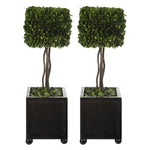 Uttermost 60187 Preserved Boxwood Square Topiaries, Set of 2