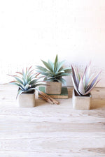 Kalalou CNL1030 Set Of Three Large Artificial Succulents In Square Pots