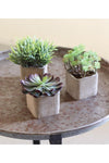 Kalalou CNL1034 Set Of Three Small Artificial Succulents In Square Pots