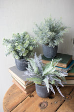 Kalalou CNL1075 Set Of Three Fern Succulents With Round Grey Pots