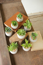 Kalalou CNL1080 Set Of Eight Small Succulents With Round Cement Pot