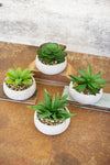 Kalalou CNL1135 Set Of Four Artificial Succulents In Low Round Cement Pots