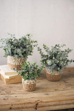 Kalalou CNL1174 Set Of Three Artificial Eucalyptus Plants In Woven Pots